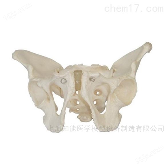 销售骨盆解剖结构示教模型厂家